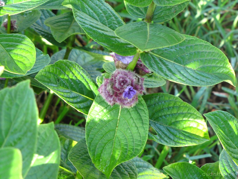 Neuracanthus sphaerostachyus fullplant7.jpg